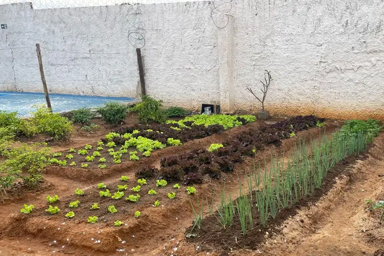 Clínica de reabilitação em Uberaba - MG Horta com diferentes tipos de plantas, em unidade de acolhimento da rede em Minas Gerais